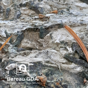Fibres de Trémolite en cours d'alétération sur Ophiocalcites (Savoie)